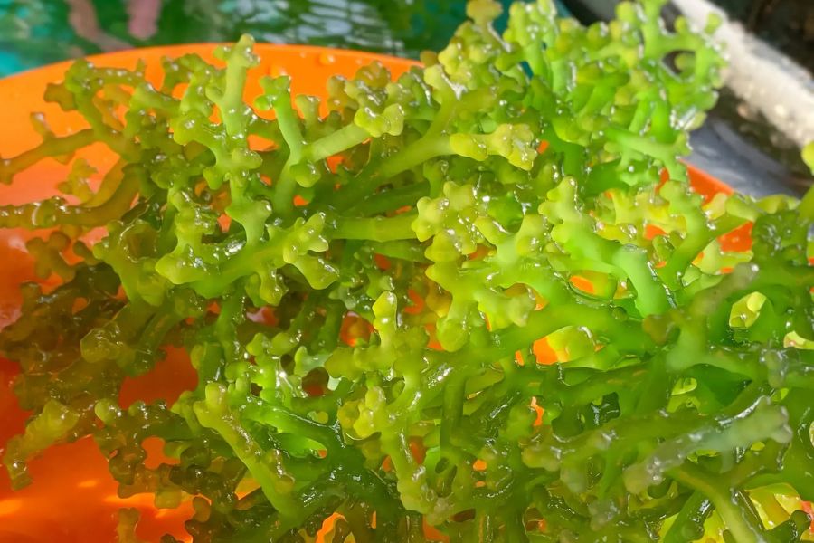 Sea Moss