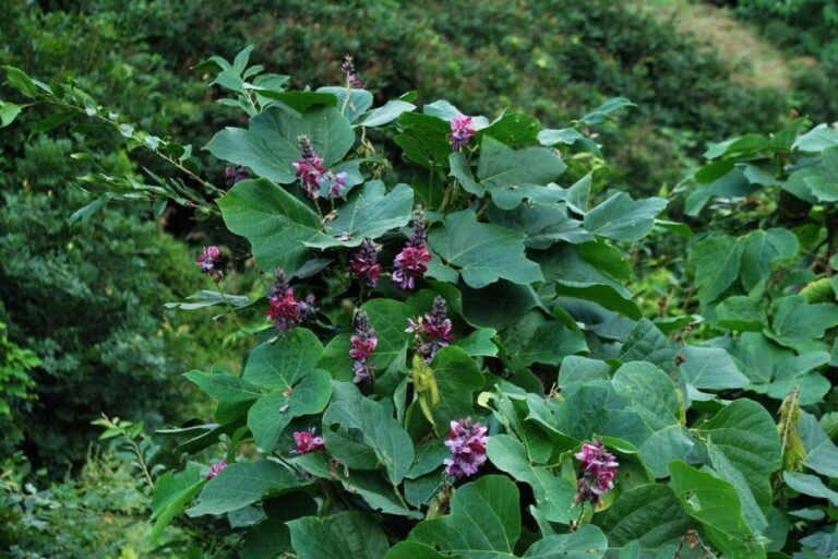 Pueraria Mirifica